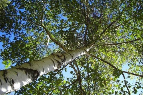 RUBRICA, Erborista: L’albero della saggezza RUBRICA, Erborista: L’albero della saggezza
