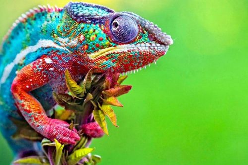 Aumenta il numero di abbandoni di animali esotici Aumenta il numero di abbandoni di animali esotici