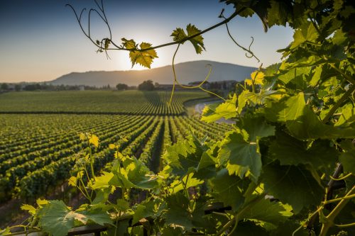 Domenica 25 Marzo| La Primavera dalle colline della Franciacorta Domenica 25 Marzo| La Primavera dalle colline della Franciacorta