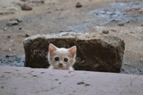 Trovato gatto impallinato a Passirano: non è il primo