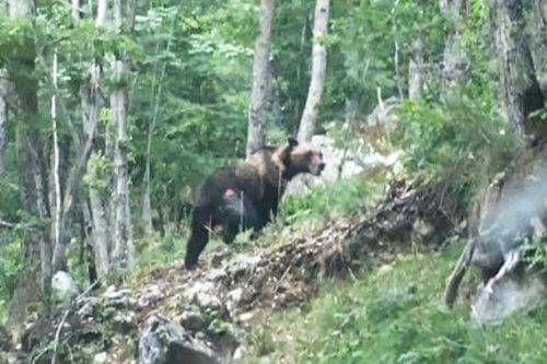 Falsa apparizione di un orso ai Campiani