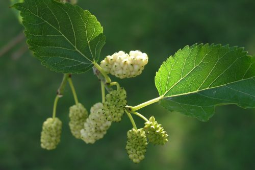 Quei gelsi in San Rocco, ricordo di un dolce passato