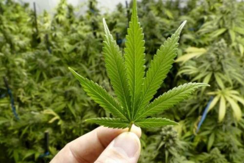 Stop alla piantagione di cannabis sul monte Quarone