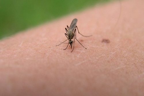 Come difendersi dalla zanzara e dalla zanzara tigre: alcuni consigli utili