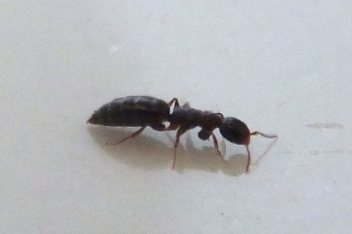 Gli acari dei tarli: invasione nel bresciano