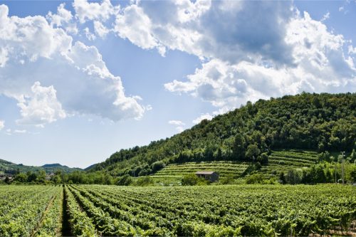 “Terra della Franciacorta” diventa ente no-profit