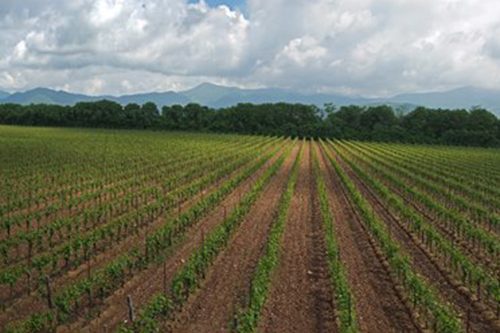 A Passirano in arrivo (dopo 7 anni di attesa) la nuova cantina