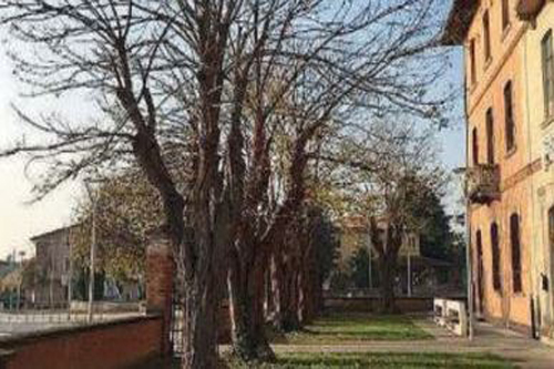 Salvi gli alberi di Passirano: l’Amministrazione chiede ulteriori approfondimenti