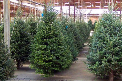 Recuperare l’albero di Natale: a Castegnato il progetto per ravvivare il patrimonio arboreo