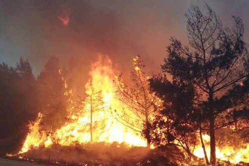 Incendio zona Camaldoli: domato in poche ore dal Gruppo Sentieri