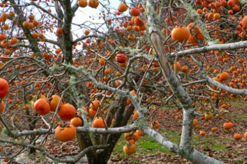 Kaki: compie 10 anni l’albero della pace a Gussago