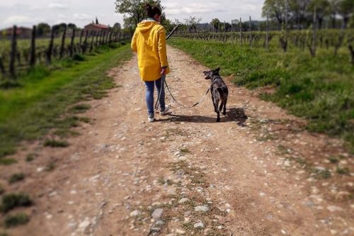 Passeggiata a Gussago il 27 giugno Passeggiata a Gussago il 27 giugno