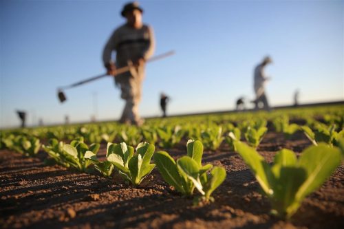17 Novembre, festa del ringraziamento agricolo a Camignone
