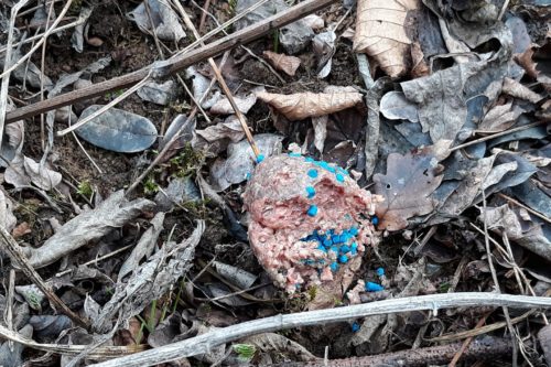 Trovati Bocconi Avvelenati in Franciacorta: Cani in Pericolo