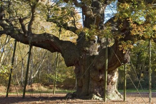 Gussago: Volontari al Servizio degli Alberi Storici. Pronti a Mappare per il Comune