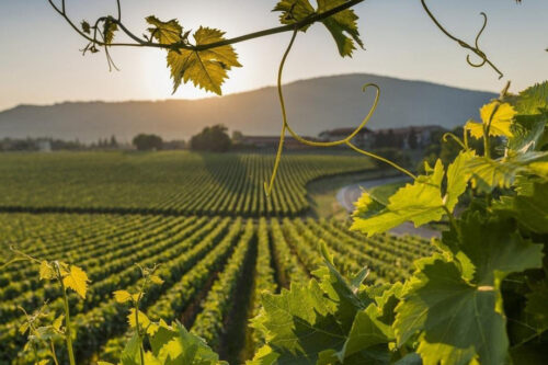 Vendemmia in Franciacorta: pubblica l’analisi di Requadro Vendemmia in Franciacorta: pubblica l’analisi di Requadro