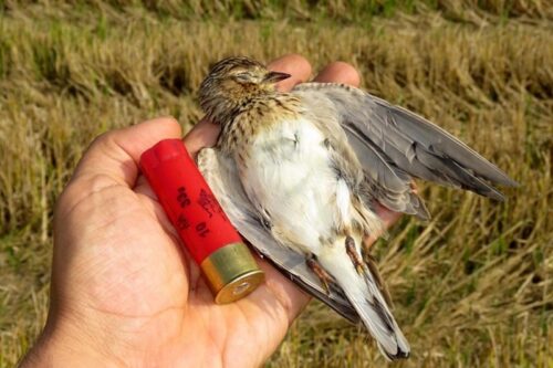 Caccia di specie protette dopo il passaggio alla Zona arancione