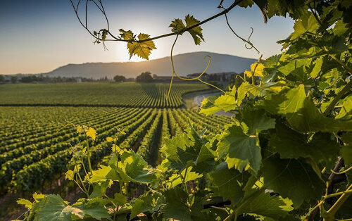 Le bollicine Franciacorta al primo posto secondo Signorvino Le bollicine Franciacorta al primo posto secondo Signorvino