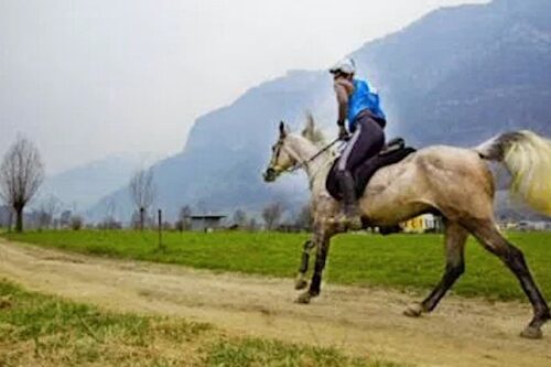 Cavallo imbizzarrito: ferita al bacino durante la gara di endurance