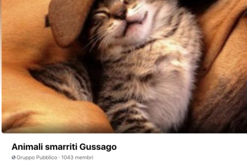 Gruppo Facebook – Animali smarriti Gussago Gruppo Facebook – Animali smarriti Gussago
