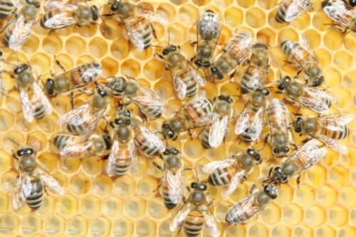 Bando del comune di Passirano a sostegno dell’apicoltura