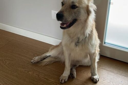 Ritrovata Lana: cagnolina di Rodengo Saiano che è stata lontana da casa per tre mesi