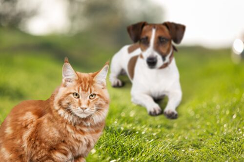 Pericolo a Paderno: proiettili ad aria compressa sugli animali