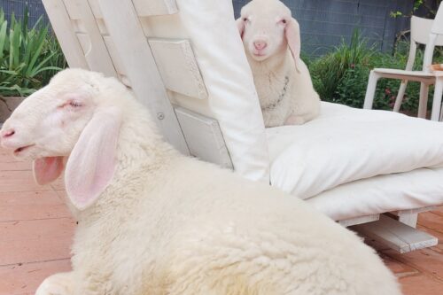 Dai piccoli gesti a veri miglioramenti: Camillo e Amelie’ cercano una casa