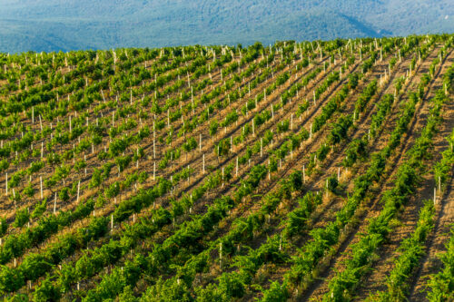 La produzione vinicola aumenta il prezzo dei terreni: i valori sono sempre più alti