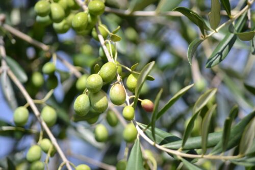 Cascina Clarabella: dopo la vendemmia ad ottobre partirà la raccolta delle olive a Rodengo Saiano