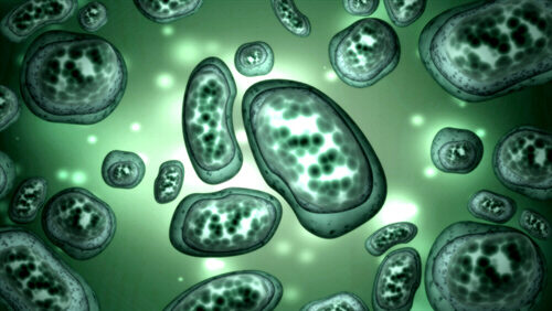 Vaccino HPV (PAPILLOMA VIRUS)