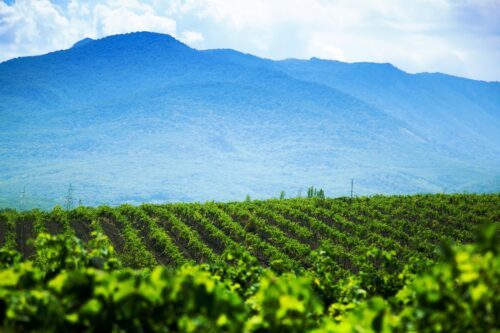 Franciacorta Docg: continua la sfida con il caldo e la siccità