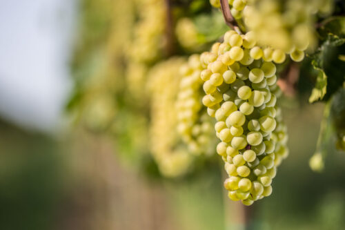 Mirabella investe sul Pinot Bianco