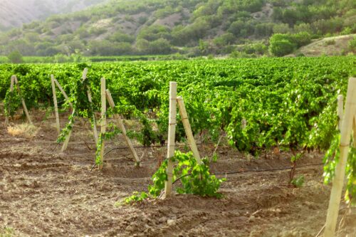 Franciacorta annata 2023: in attesa di sorprese Franciacorta annata 2023: in attesa di sorprese