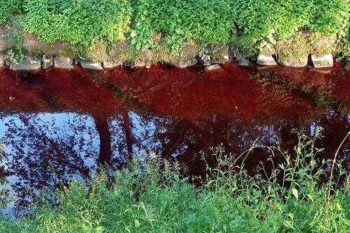 Tensione per le acque rosse a Gussago: fortunatamente era colorante alimentare