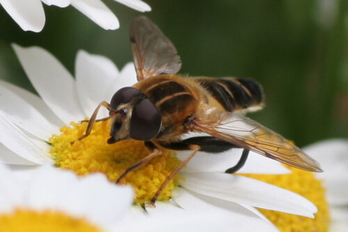 Pesticidi nell’aria uccidono migliaia di api: colpito apicoltore di Gussago