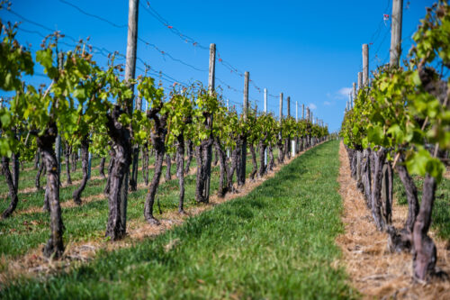 Franciacorta e futuro brillante per l’enoturismo: nuovi sguardi al futuro Franciacorta e futuro brillante per l’enoturismo: nuovi sguardi al futuro