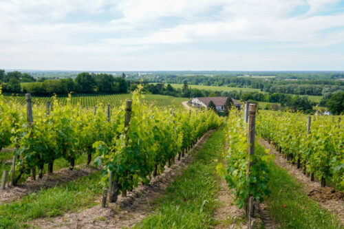 Cambio di presidenza per Strada del Franciacorta: Giorgio Vezzoli prende il timone Cambio di presidenza per Strada del Franciacorta: Giorgio Vezzoli prende il timone