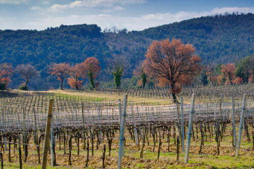 Franciacorta premiata come eccellenza internazionale del vino Franciacorta premiata come eccellenza internazionale del vino