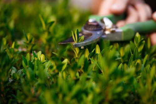 Judo Libertas di Gussago: collaborazione per il Parco La Rosa Blu di Brescia