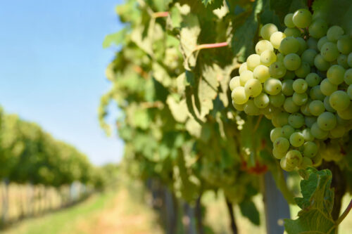 Franciacorta tra crescita all’estero e opportunità nel mercato interno